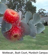 Eucalyptus macrocarpa (Mottlecah)