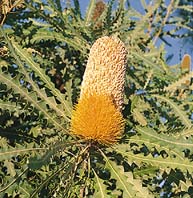 Banksia