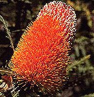 Banksia