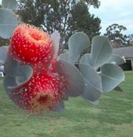 Macrocarpa