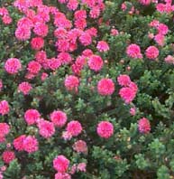 Pimelea