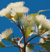 Gum Blossom