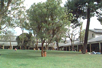 Bush Court