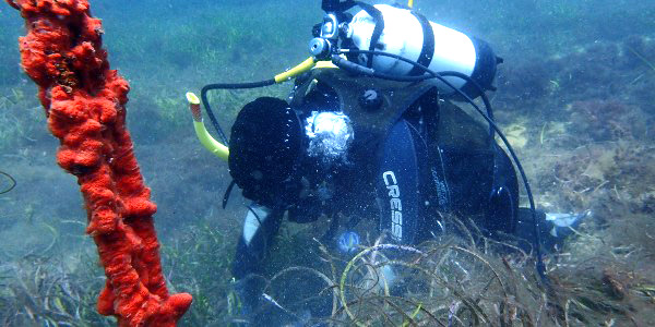Diver taking field samples