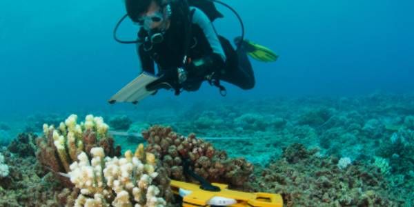 scientist underwater testing a device on coral 