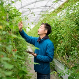 A person in a glasshouse, reaching up to a plant to inspect it.