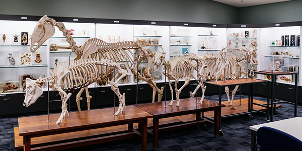 Animal skeletons at Veterinary Anatomy Museum