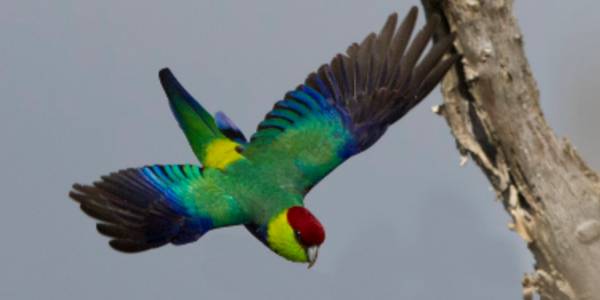 colouring bird in flight