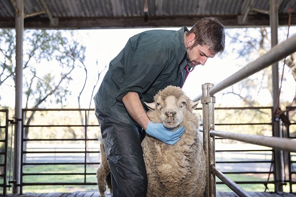 vet with sheep