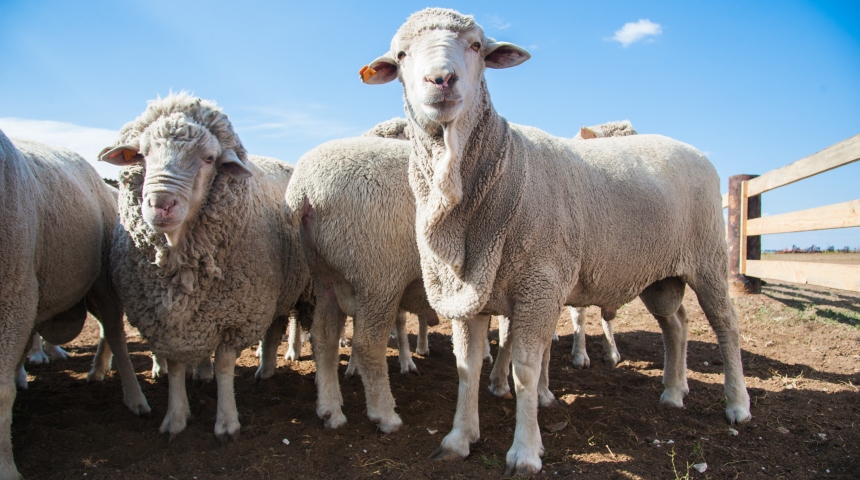 Sheep gathered in farm yard 