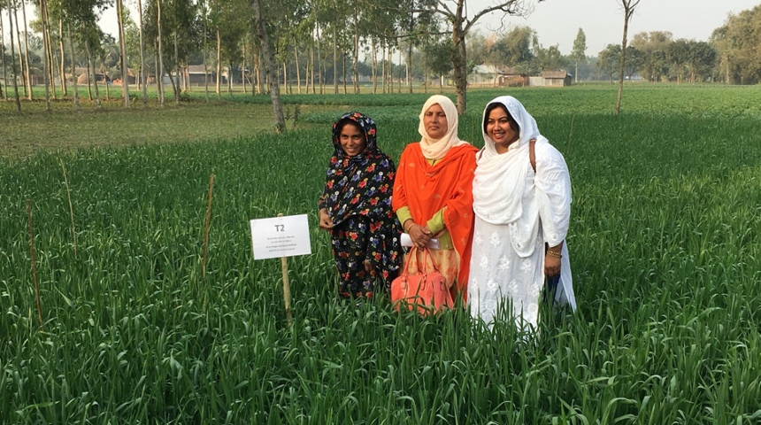 Three women standing in a wheat field