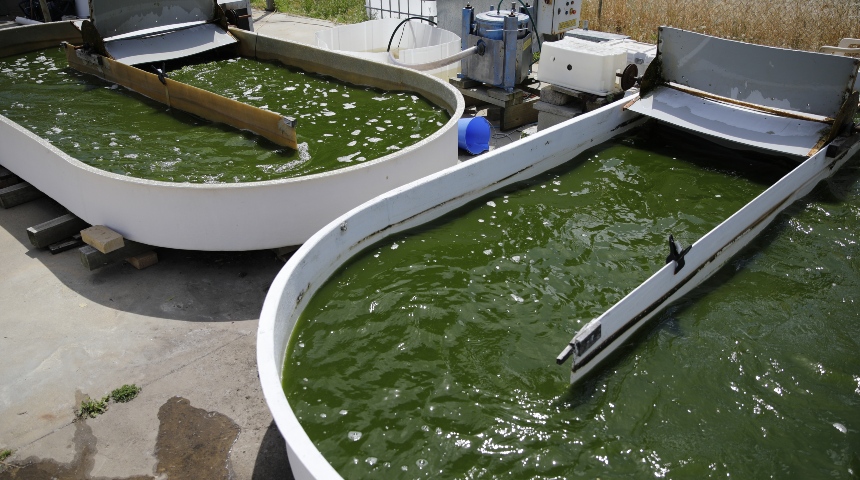 Algae ponds at Murdoch University