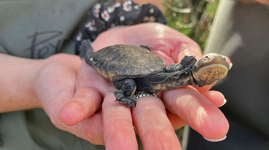 baby turtle - feature image