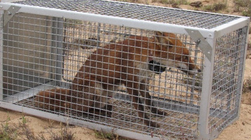 Captured fox in cage to be tagged