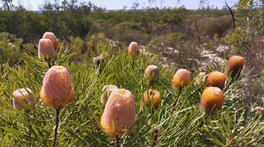 New growth of banksia flowers on plant in woodlands
