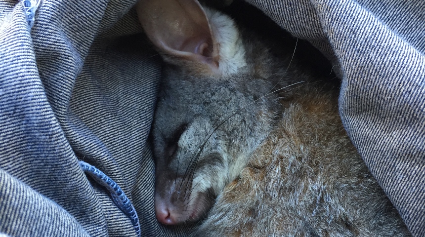 Brushtail possum recovers from anaesthetic