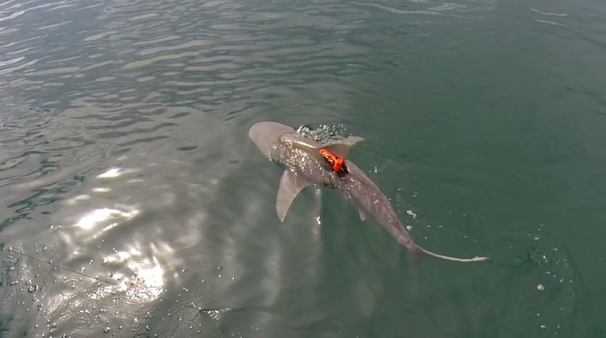 bull shark swimming with a tag on it