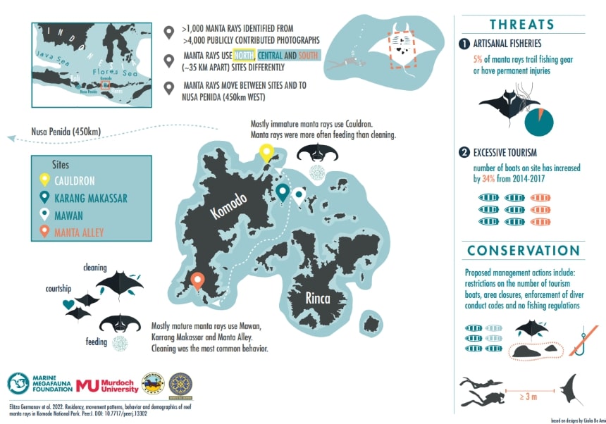 Infographic detailing manta ray research at Komodo National Park, Indonesia