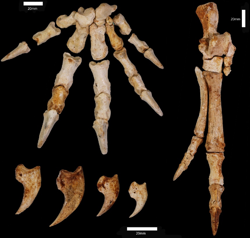 Hand and foot bones of newly discovered climbing kangaroo
