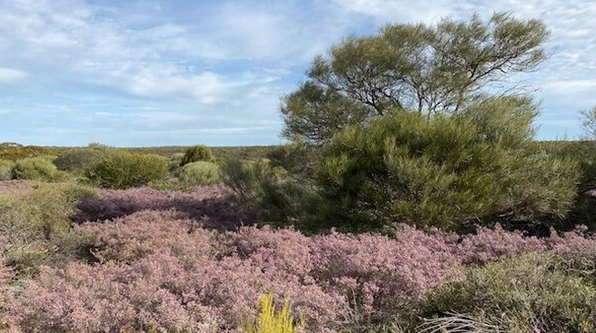 Wildflowers at Bush Heritage’s Eurardy Reserve. Photo by Vibeke Stisen