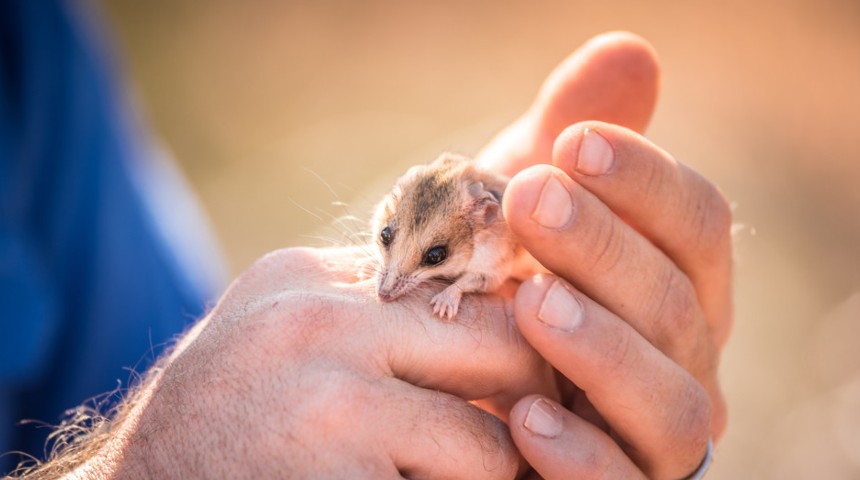 Photo by Annette Ruzicka - Person holding a Hairy-footed Dunnart at Bush Heritage’s Hamelin Station Reserve.
