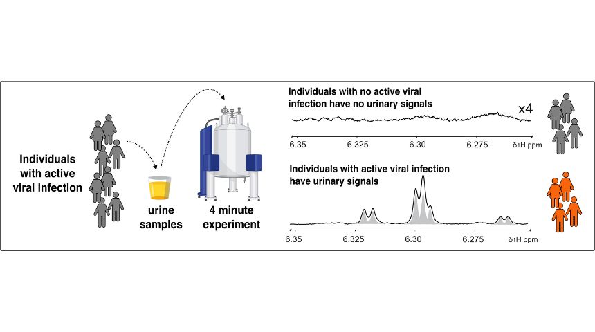 Graphic showing an individual with a suspected infection be screened within minutes by simply providing a urine sample. The urine of individuals with active infection will display a characteristic serie of signals as shown on the lower spectra. To the contrary, people with no active infection will display spectra devoid of any signal, as illustrated in the upper spectra.