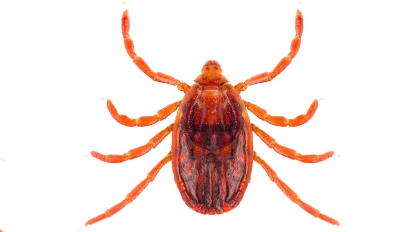 Close up picture of a tick