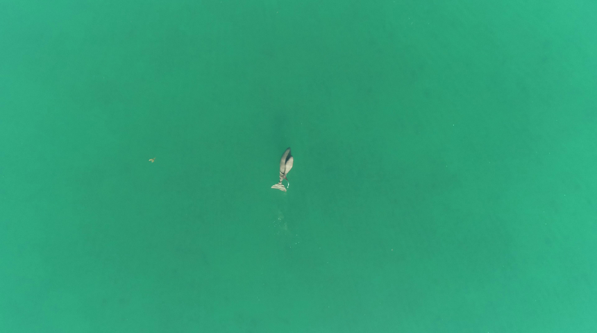 Dugong mother and calf swimming side by side, pictured from above