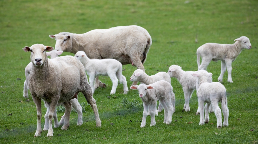 Spring lambs in a green paddock with their mothers