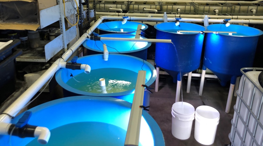 Six blue black bream breeding tanks 