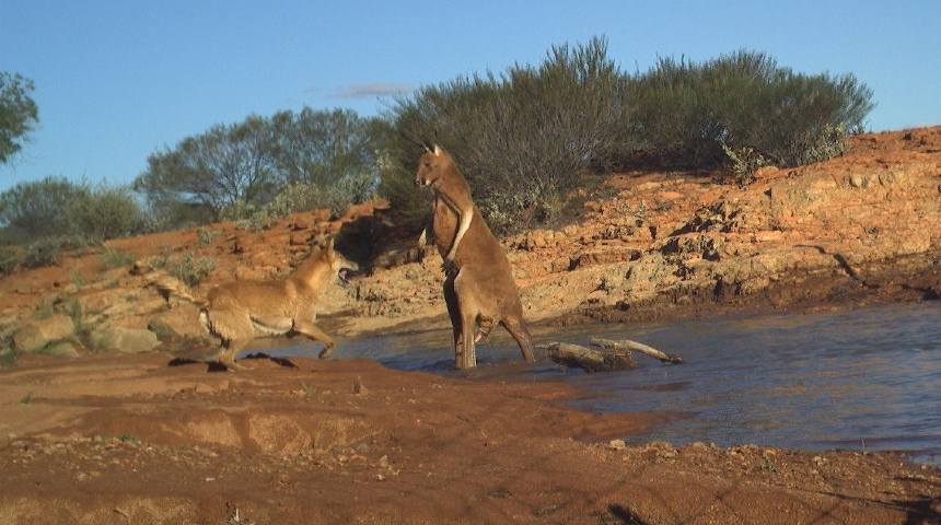 Fox attacking kangaroo