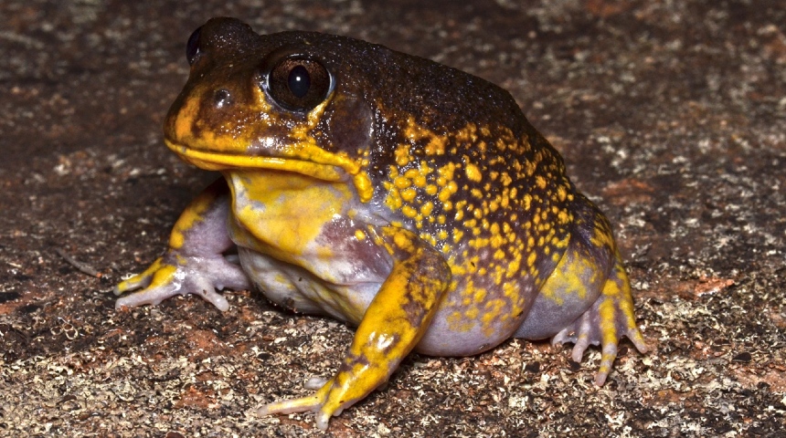 Yellow spotted hooting frog sits wide eyed on muddy ground