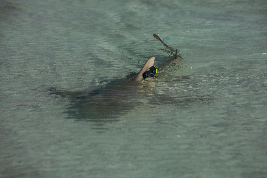 A lemon shark tagged with acceleration sensor