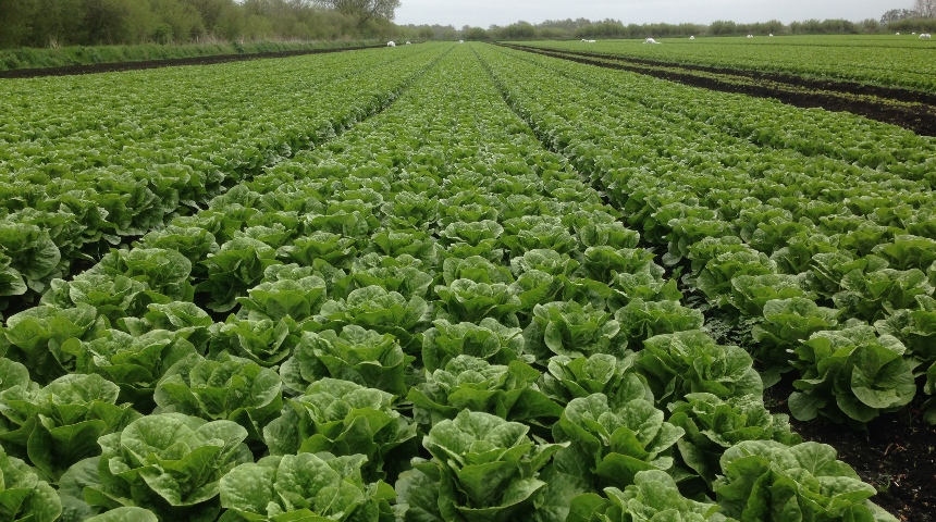 Lettuces being grown on peat soil site