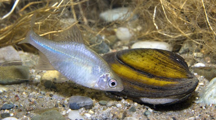 Mussels lure fish in to host their parasitic larvae.