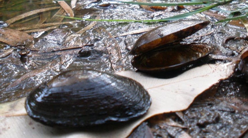 Carter’s freshwater mussel on a stream bank in south-western Australia.