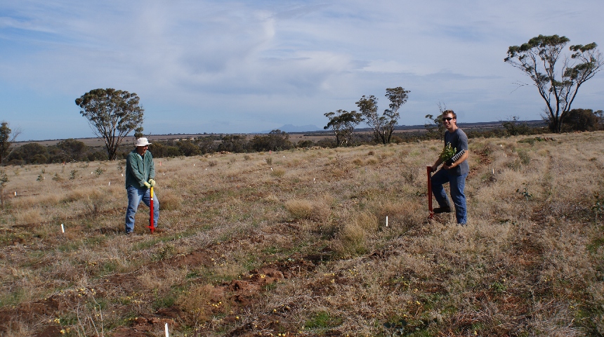 Planting seedlings into the Peniup carbon farming experiment in 2009