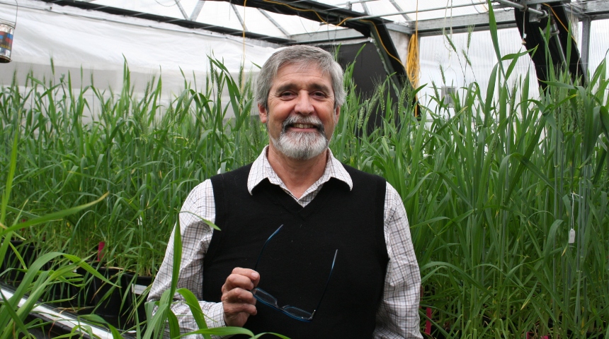 Professor Mike Jones standing among wheat in a greenhouse
