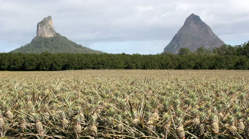 Field of pineapple plants