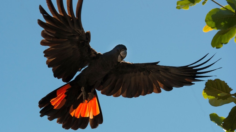 Forest red tail black cockatoo in flight