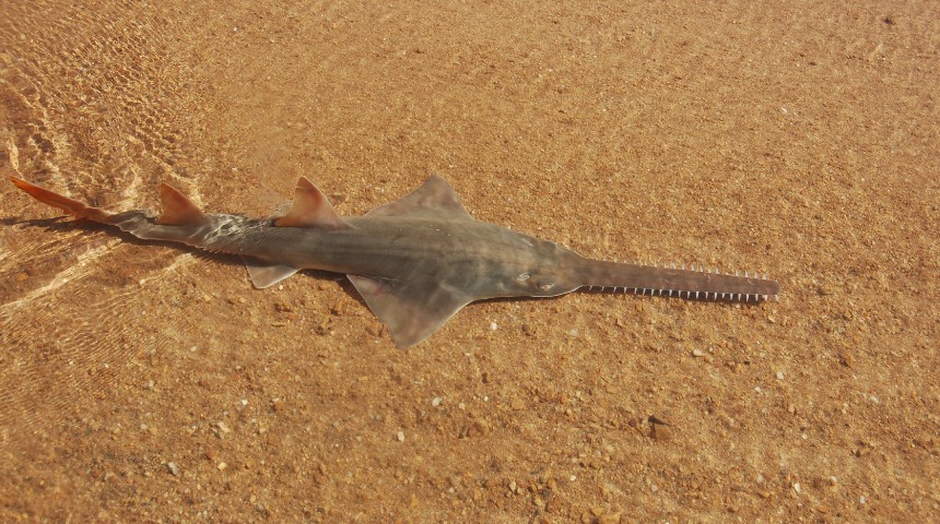 Sawfish in the Fitzroy River