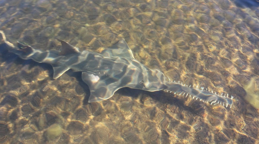 Sawfish swimming in WA's fitzroy river