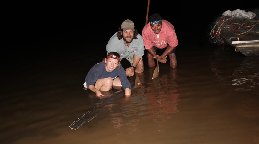 Three researchers handling sawfish in the Fitzroy River