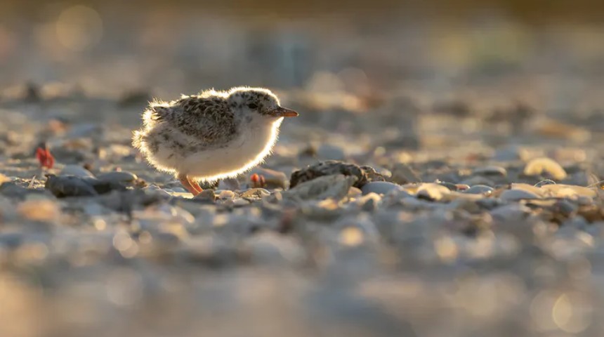 baby chick on a beach