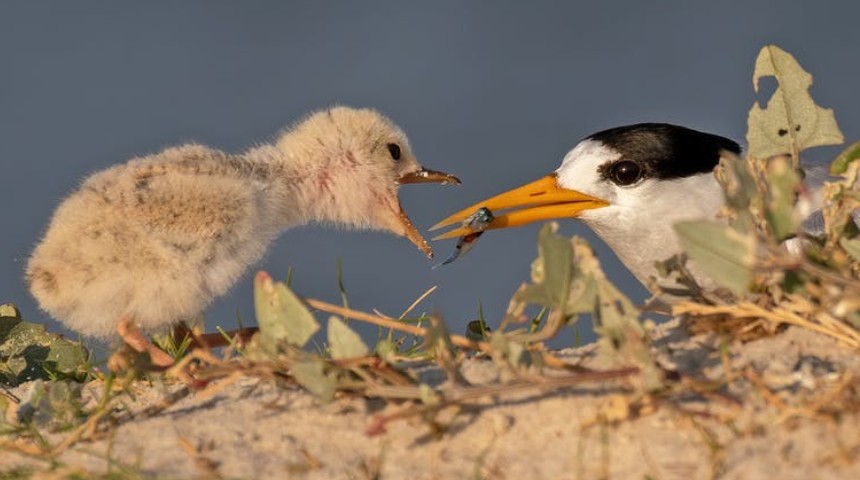 A mother bird feeding its child