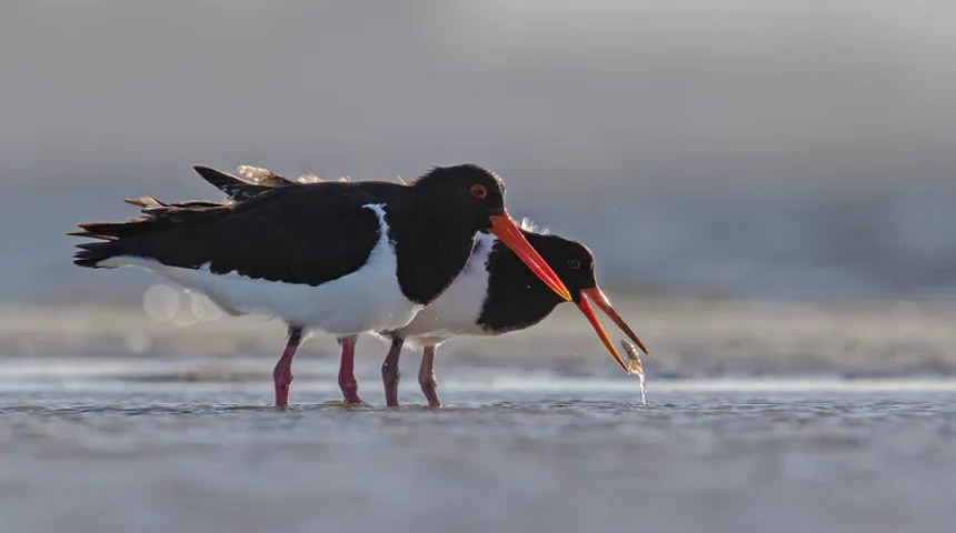 An adult Australian pied oystercatcher teaching its offspring to hunt for prey.