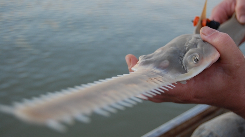 A sawfish pup with a tag attached to its fin