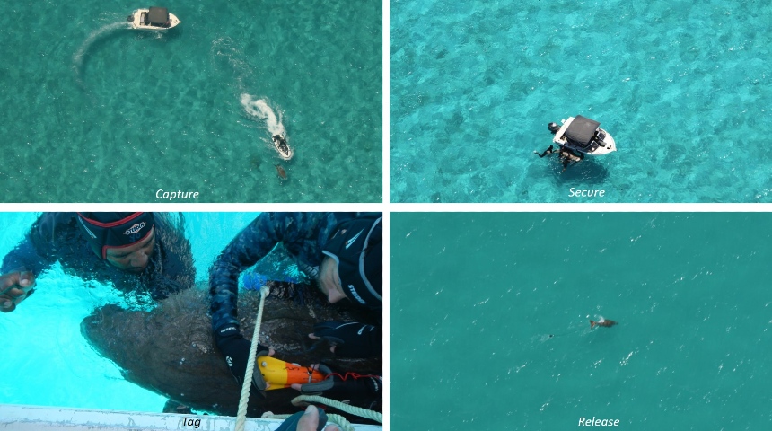 Dugong tagging process shows capture, secure, tag and release of dugong by boat