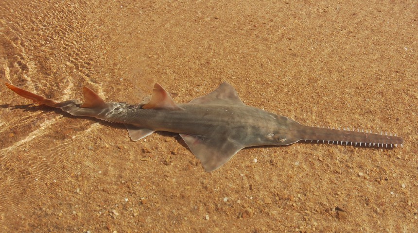 Sawfish in shallow water