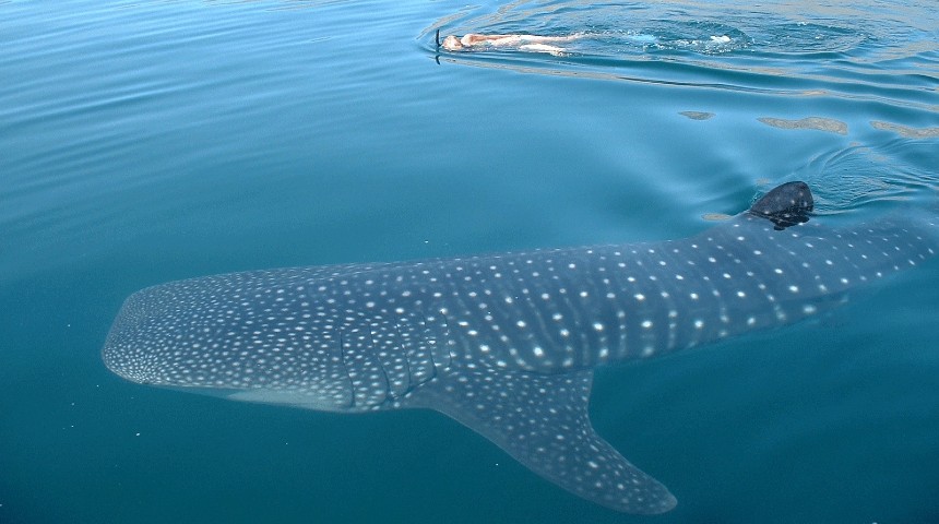 whale shark and snorkeller